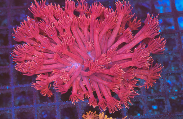 Pink Goniopora Colony WYSIWYG - SAQ Coral Farm