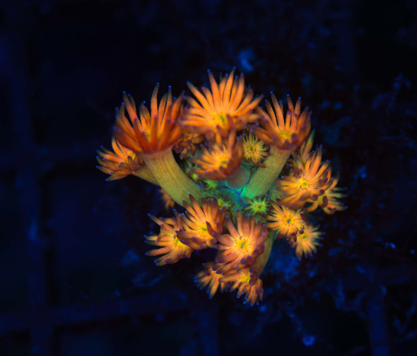 Key Lime Goniopora WYSIWYG - SAQ Coral Farm