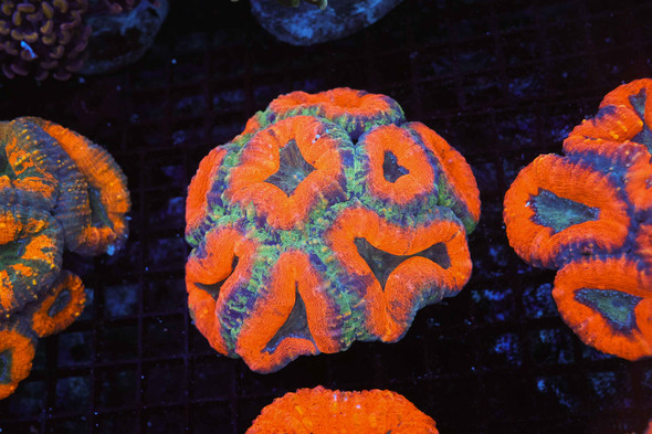 Orange Lobophyllia Colony WYSIWYG - SAQ Coral Farm