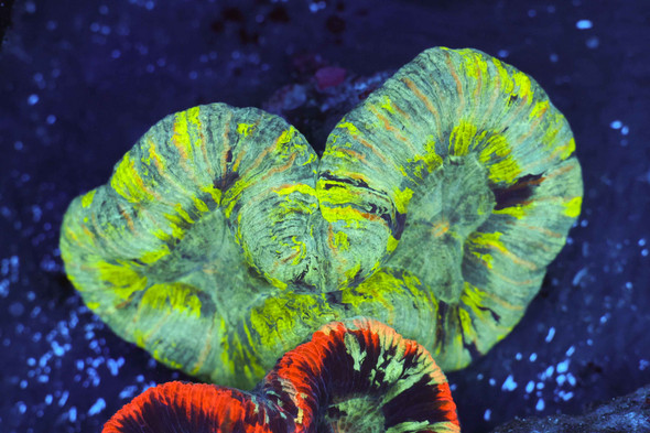 Green Trachyphyllia WYSIWYG - SAQ Coral Farm