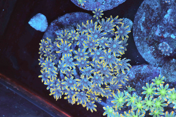 Yellow Tip Clove Colony WYSIWYG - SAQ Coral Farm
