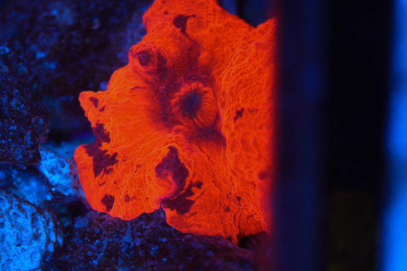 Darth Maul Jawbreaker WYSIWYG - SAQ Coral Farm