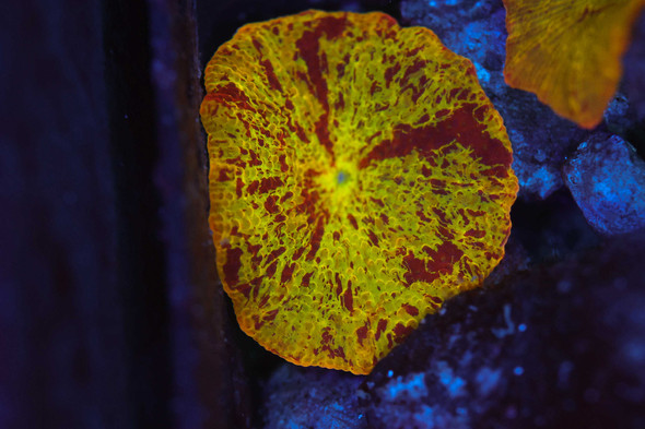 Jawbreaker Disco Mushroom WYSIWYG - SAQ Coral Farm