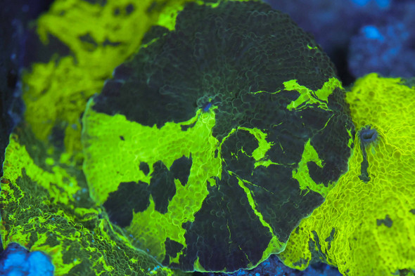 Kryptonite Jawbreaker Disco Mushroom WYSIWYG - SAQ Coral Farm