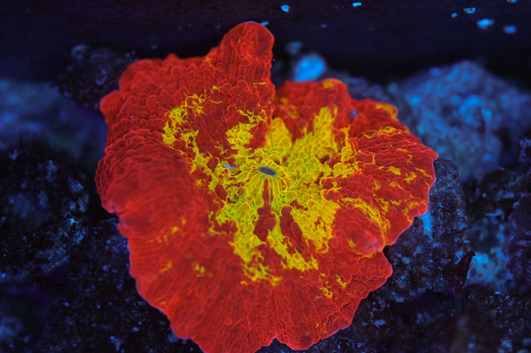 ULTRA Jawbreaker Disco Mushroom WYSIWYG - SAQ Coral Farm