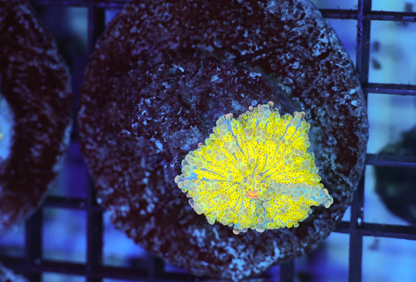 Lightning Ricordea Mushroom WYSIWYG - SAQ Coral Farm