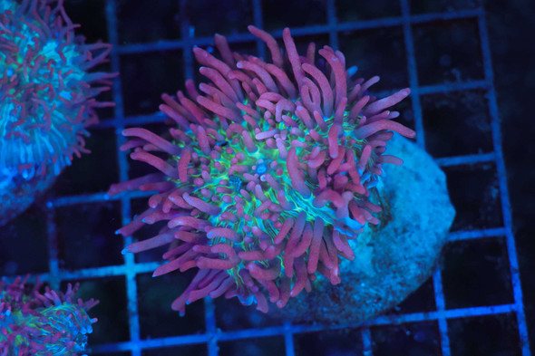 Large Purple Hairy Mushroom WYSIWYG - SAQ Coral Farm