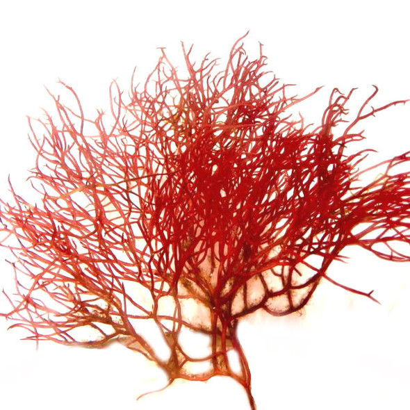 4 oz Red Ogo Gracilaria (Gracilaria parvispora) - Algae Barn