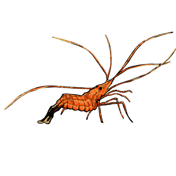 Peppermint Shrimp - XL Wild Caught (Lysmata sp.) - Clean Up Crew Peppermint Shrimp - XL Wild Caught (Lysmata sp.) - Clean Up Crew