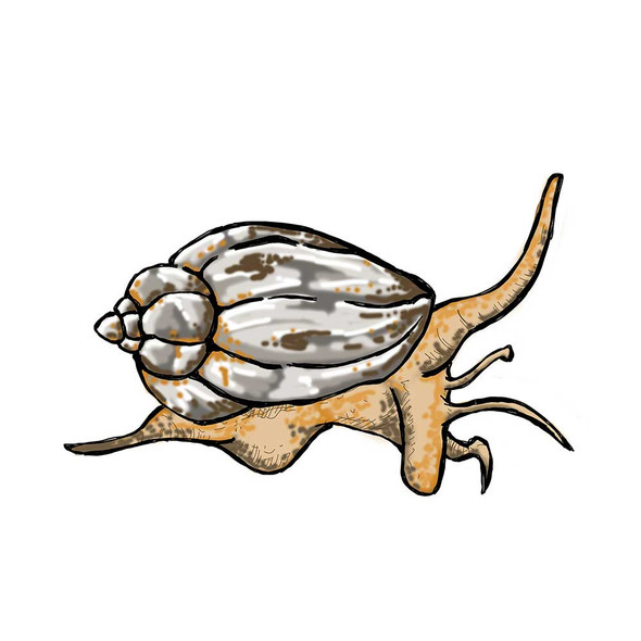 10) Pack LARGE Nassaurius Snail (Nassarius vibex) - Cleanup