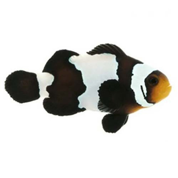 Captive-Bred Black Snowflake Small (Amphiprion ocellaris) - ORA