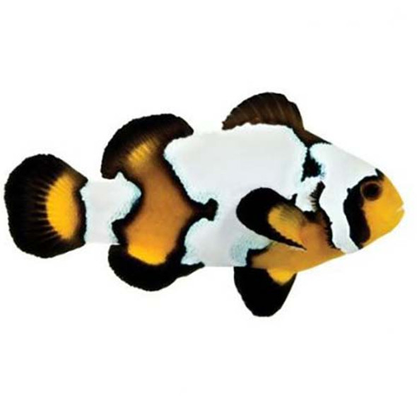 Captive-Bred Black Ice Snowflake PAIR (Amphiprion ocellaris)- ORA