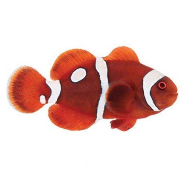 Captive-Bred Gold Dot Maroon Small (Amphiprion biaculeatus) - ORA