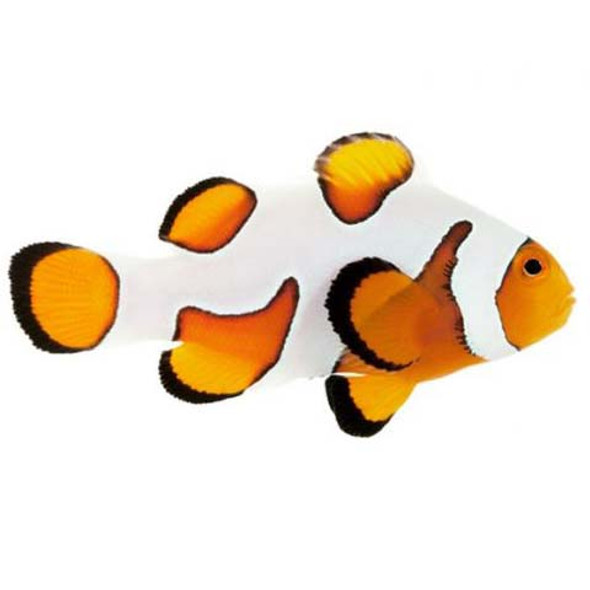 Captive-Bred Premium Gladiator Small (Amphiprion ocellaris) - ORA