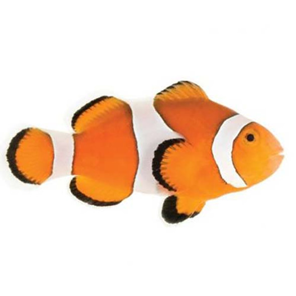 Captive-Bred Ocellaris Small (Amphiprion ocellaris) - ORA