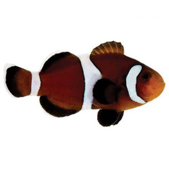 Captive-Bred Caramel Clownfish (Amphiprion ocellaris) PAIR - ORA