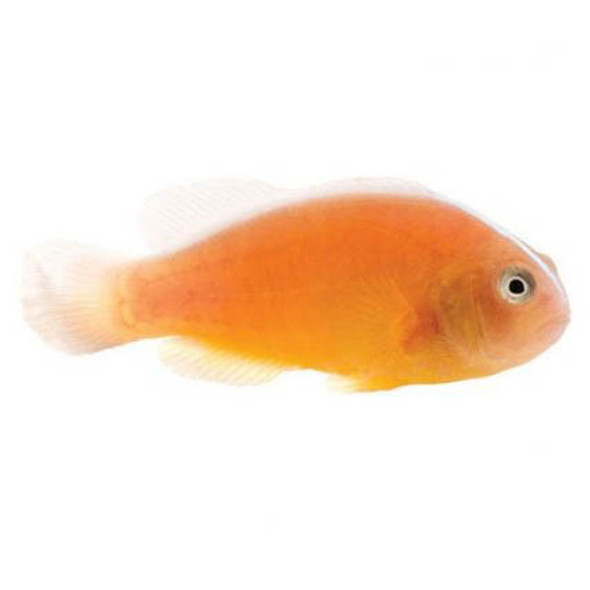 Captive-Bred Orange Skunk Clownfish (Amphiprion sandaracinos) PAIR - ORA