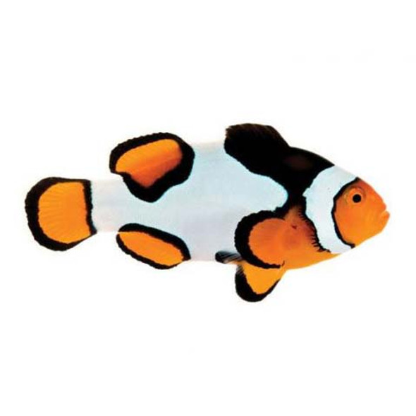 Captive-Bred Premium Picasso (Amphiprion percula) PAIR - ORA