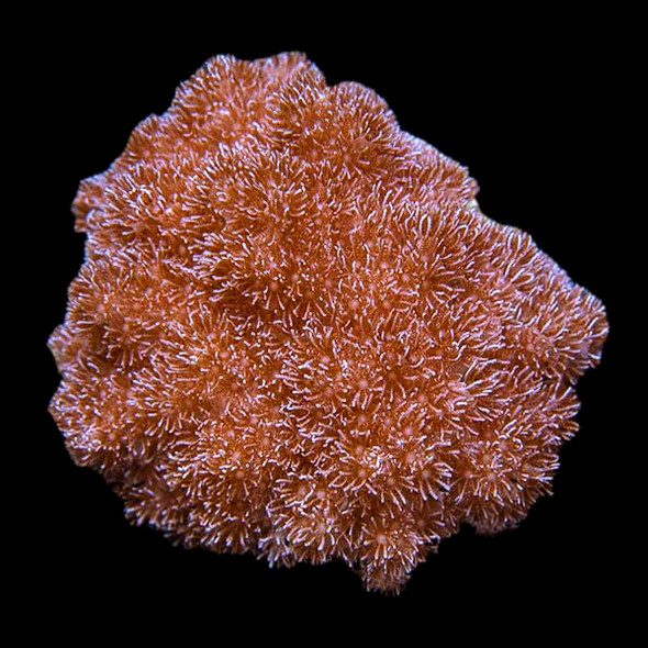 Aquacultured Asterospicularia Coral (Asterospicularia sp.) - ORA