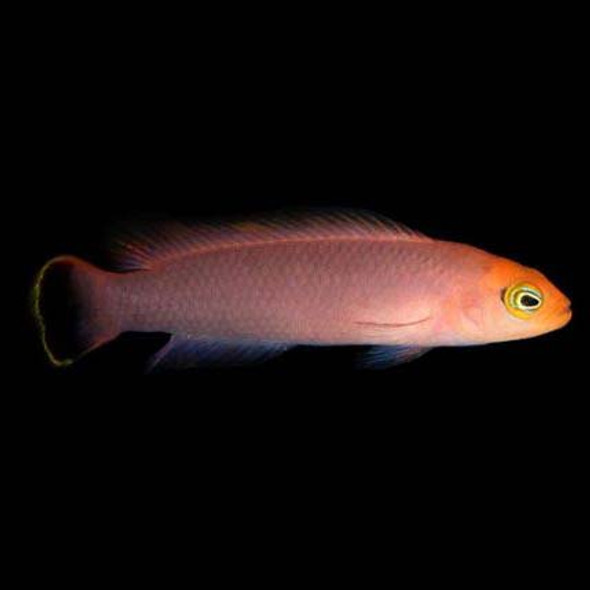 Captive-Bred Elongate Dottyback (Pseudochromis elongatus) - ORA