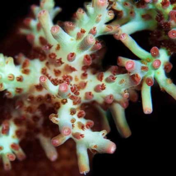 Aquacultured Shortcake Acropora (Acropora sp.) - ORA