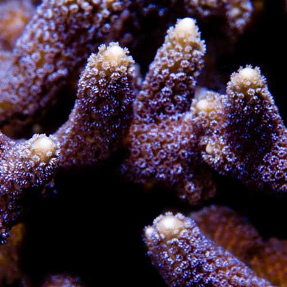 Aquacultured German Blue Polyp Montipora Coral (Montipora digitata) - ORA