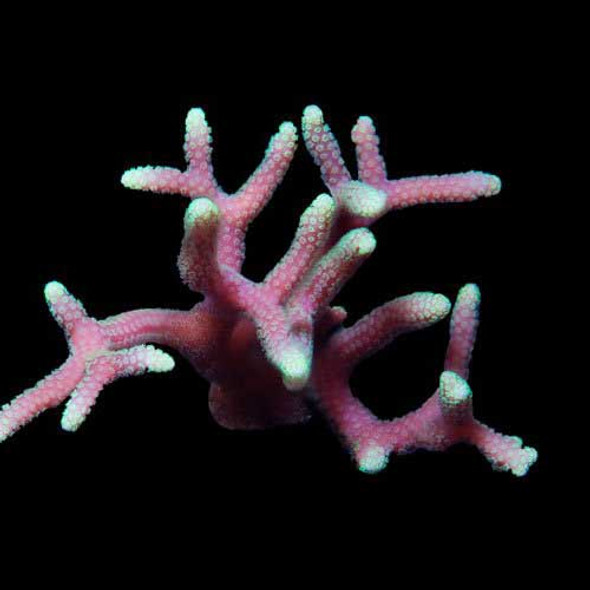 Aquacultured Green tip Pink Birdsnest Coral (Seriatopora sp.) - ORA