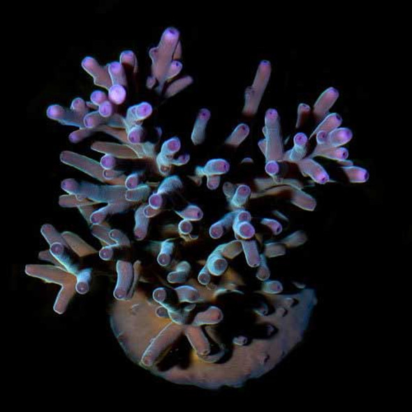 Aquacultured Assorted Green Acropora Coral (Acropora sp.) - ORA 