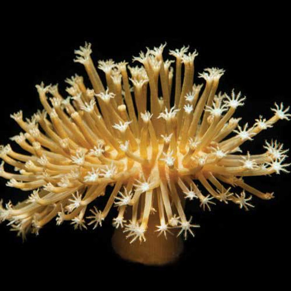 Aquacultured Long Polyp Leather Coral (Sarcophyton sp.) - ORA Chicago