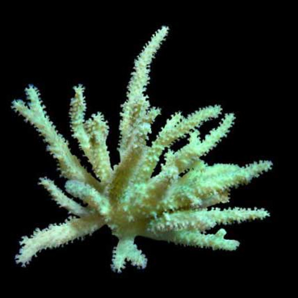 Aquacultured Sinularia Finger Leather Coral (Sinularia sp.) - ORA