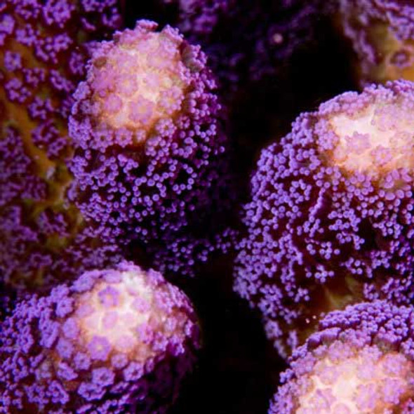 Aquacultured Purple Stylophora Coral (Stylophora sp.) - ORA