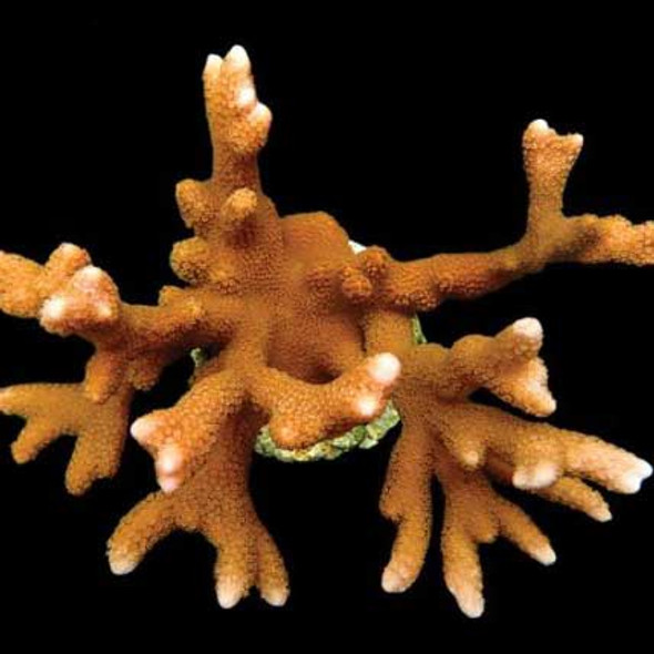 Aquacultured Peach Digitata Coral (Montipora digitata) - ORA