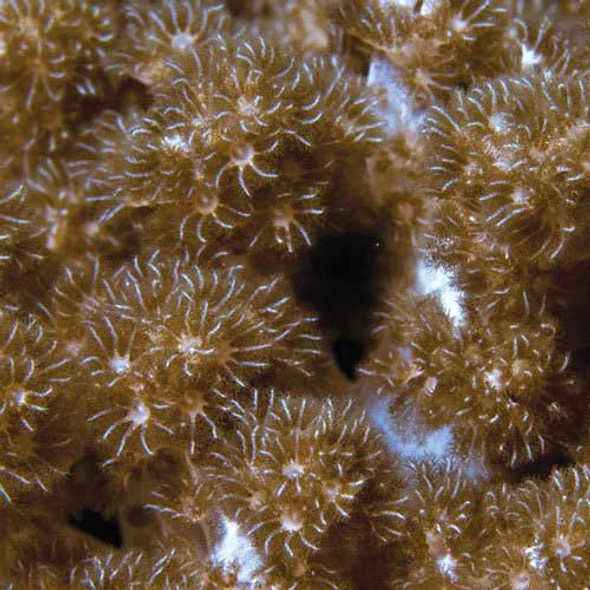 Aquacultured Kenya Tree Coral (Capnella sp.) - ORA