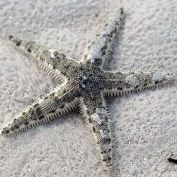Reef Safe Sand Sifting Starfish - Cleanup Crew
