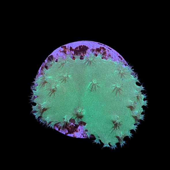 Neon Green Cabbage Leather Coral (3/4" - 1") - SAQ Coral Farm