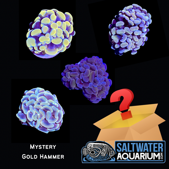(5 Pack) Mystery Gold Hammer Coral (3/4" - 1") - SAQ Coral Farm