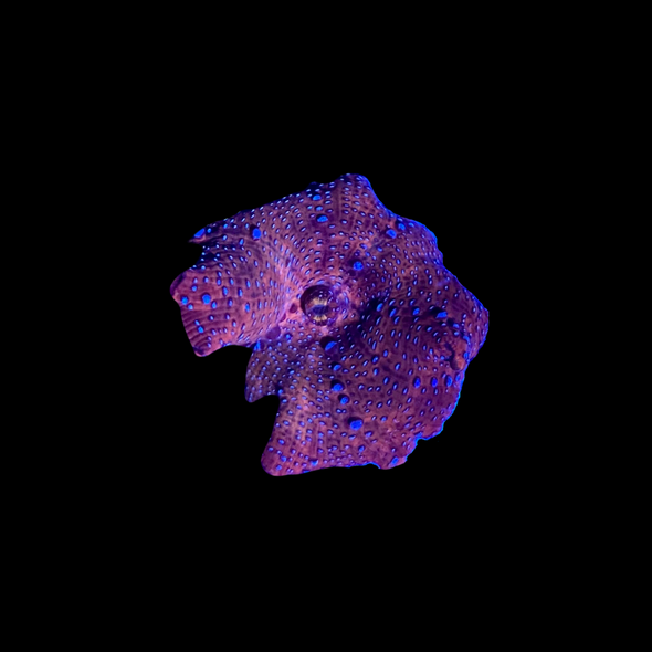 Superman Mushroom Coral - SAQ Coral Farm