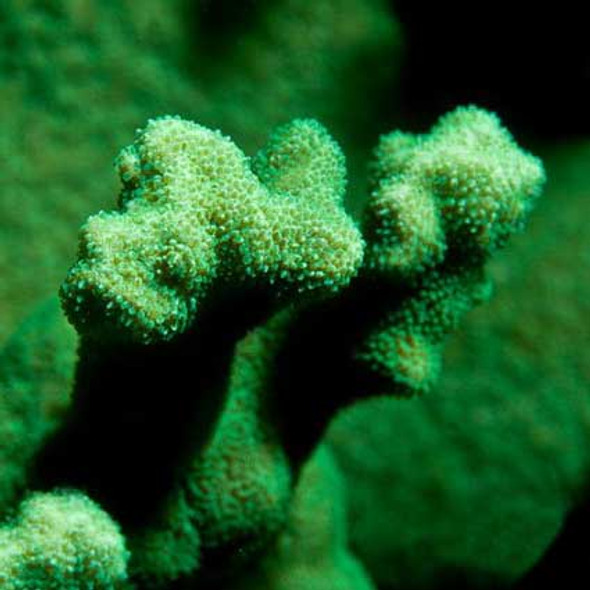 Kelly Green Psammocora Coral - ORA