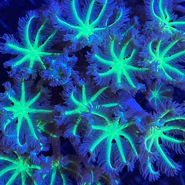 Neon Green Clove Polyps - SAQ Coral Farm