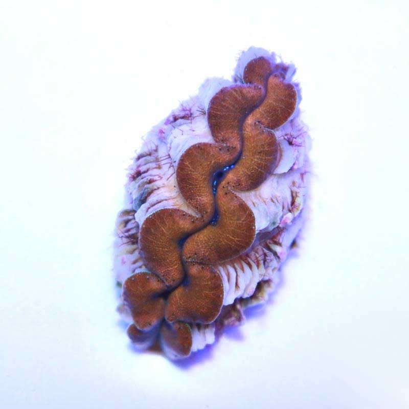 Aquacultured Gold Crocea Clam 1.25 - 1.5" (Tridacna crocea) - ORA