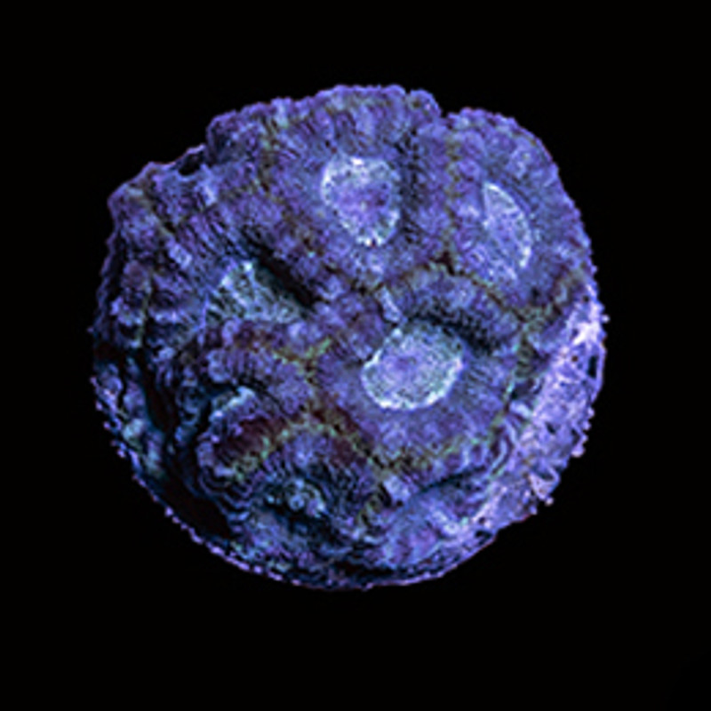 Aquacultured Blue Lagoon Acan Coral (Acanthastrea sp.) - ORA