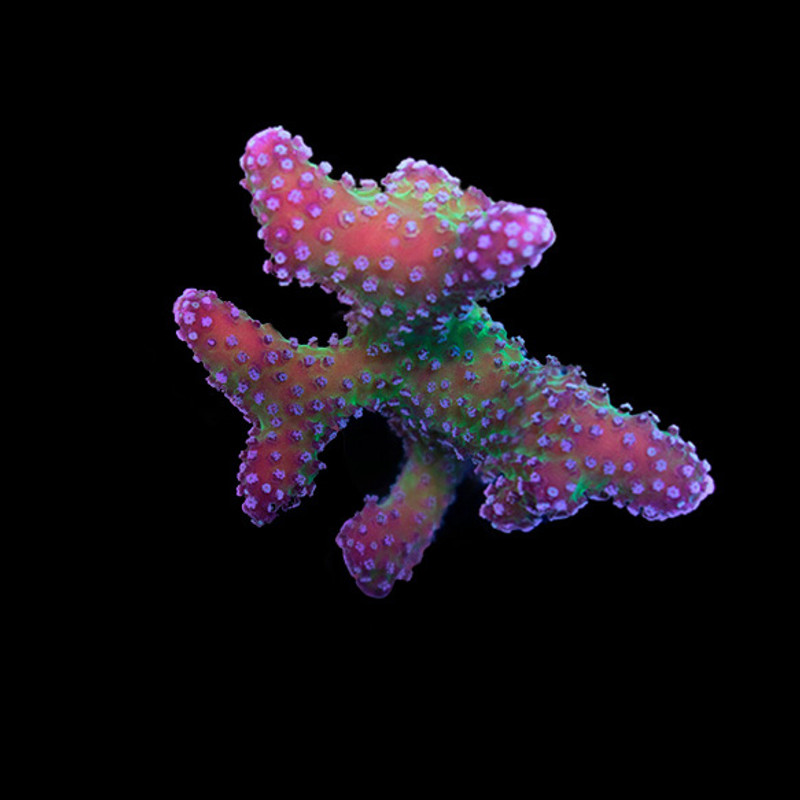 Aquacultured Rainbow Stylophora Coral (Stylophora sp.) - ORA