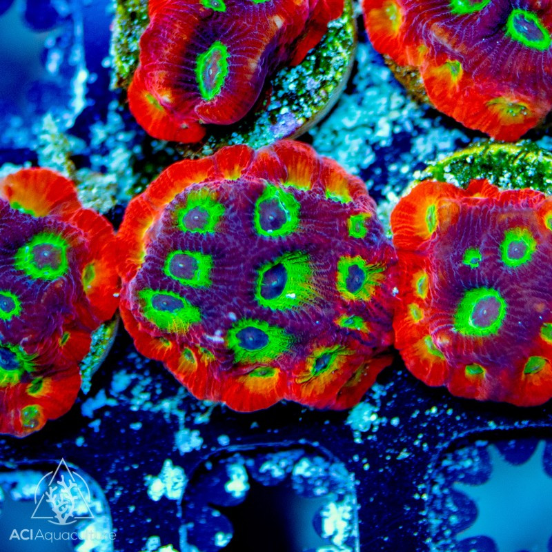 ACI Cultured Gummy Bears Favia Coral (3/4" - 1") - SAQ Coral Farm