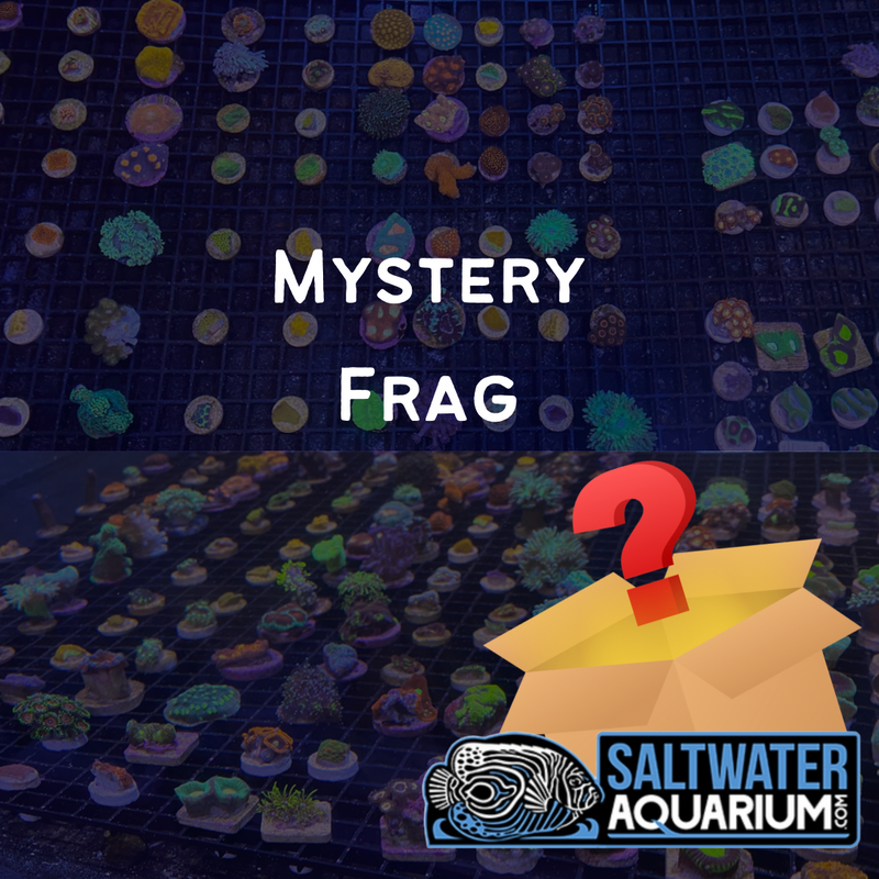 (50 Pack) Mystery Frag (ULTRA FRAGS GUARANTEED) (3/4" - 1") - SAQ Coral Farm