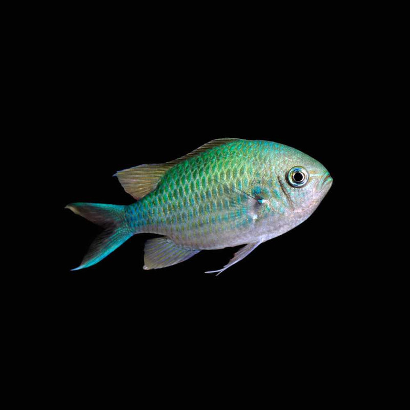 Green Chromis