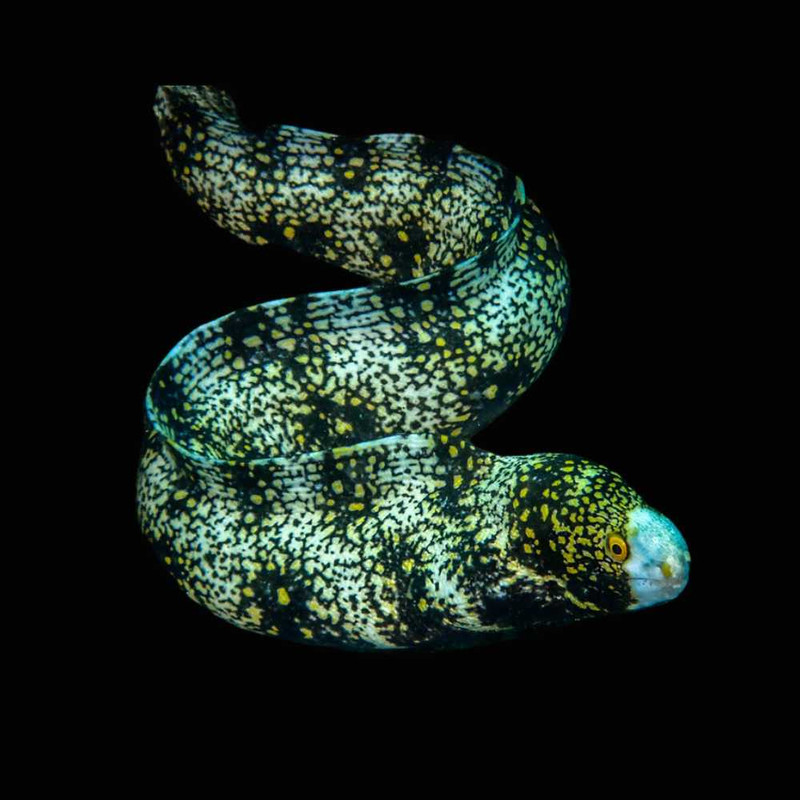 Snowflake Eel