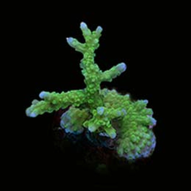 Aquacultured Marshall Island Nuclear Green Elkhorn Coral (Montipora sp.) - ORA