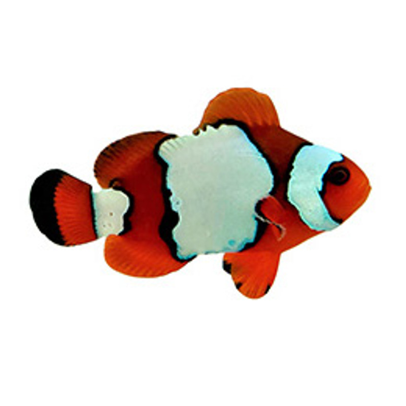Captive-Bred LuxLightning Maroon (Amphiprion biaculeatus x Amphiprion ocellaris) - ORA