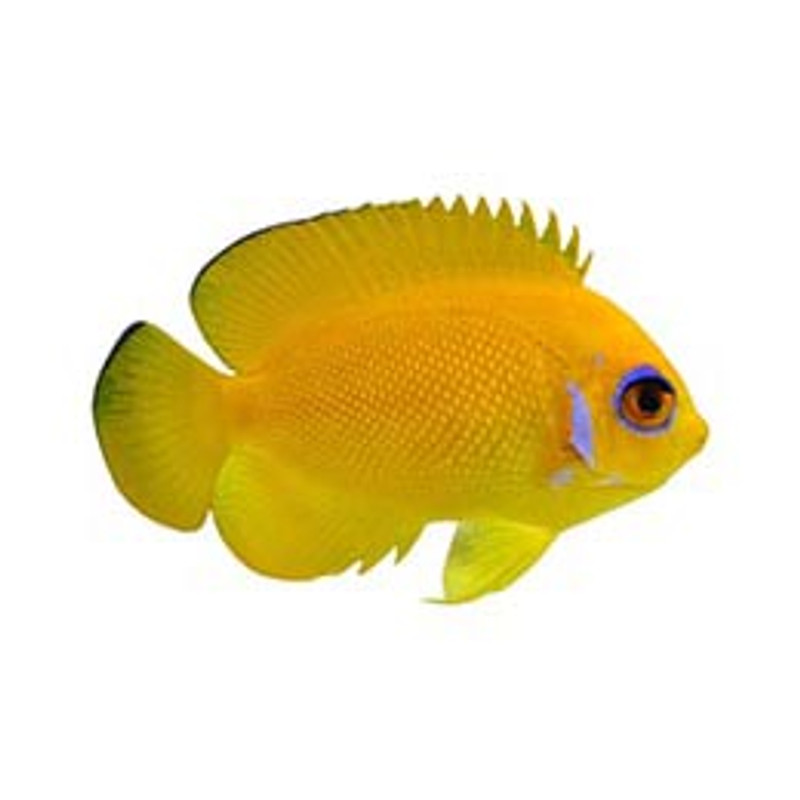 Captive-Bred Lemonpeel Angelfish (Centropyge flavissima) - ORA