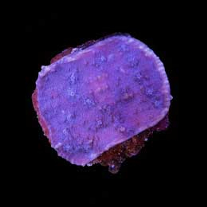 Aquacultured Marshall Island Purple Chalice Coral (Echinophyllia sp.) - ORA